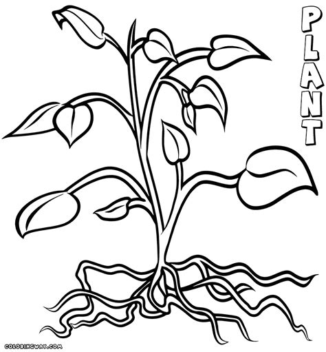 Plant With Roots Coloring Page Coloring Pages
