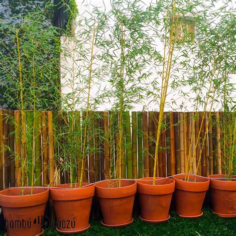 Planta Caña Tacuara Bambú   Comprar en BambuGuazu