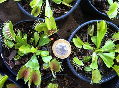 Planta Carnívora   Venus Flytrap Adulta Plantas Grandes ...