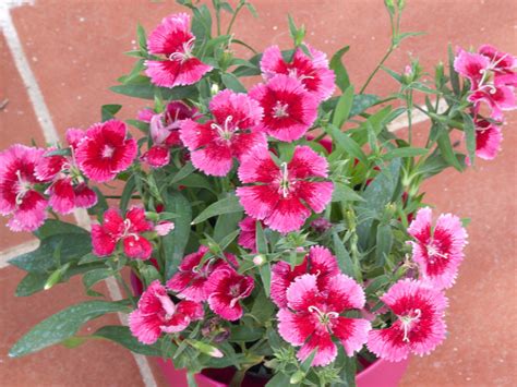 Planta de flores rosas | Cuidar de tus plantas es ...