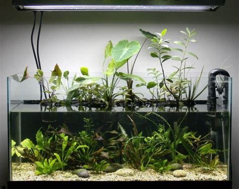 Planta de interior para reducir nitratos | GambasdeAcuario.com