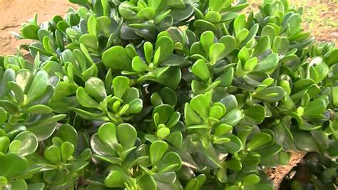 PLANTA DE JADE: Crassula ovata  http://www.riomoros.com ...