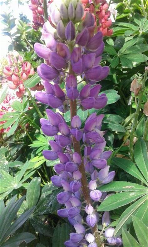 Planta de lupinus de flor azul | Tapizantes, bulbosas ...