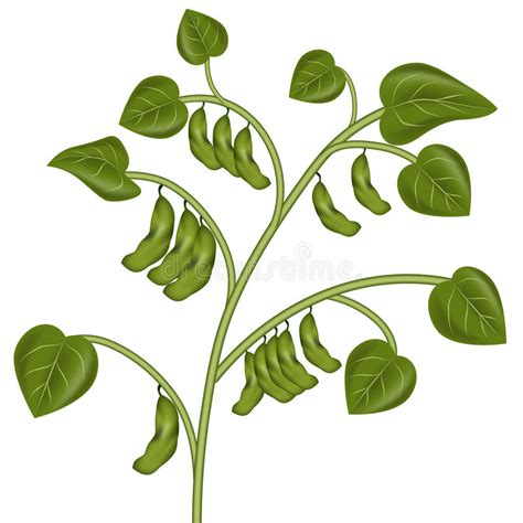 Planta de soja ilustración del vector. Ilustración de soja ...