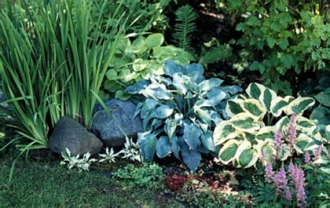 Planta hostas en tu jardín