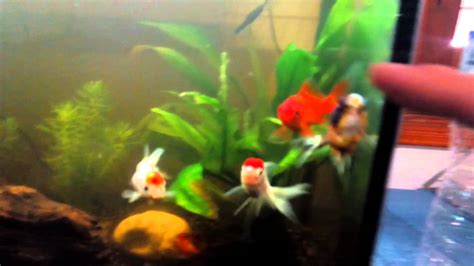 Planta para goldfish, acuario agua dulce.   YouTube