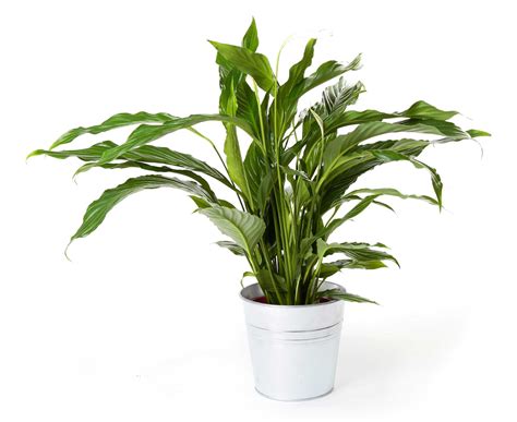 Planta spatifilium + regalos   Plantas de interior ...