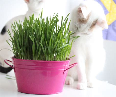 Planta tu propia hierba para gatos | La Loca de los Gatos