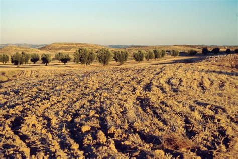 Plantación y cultivo del olivo