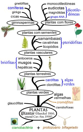 Plantae – Wikipédia, a enciclopédia livre