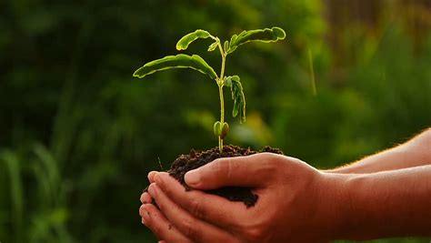 Plant,Agriculture,Seed,Seeding,Tree,Forest, Male hand ...