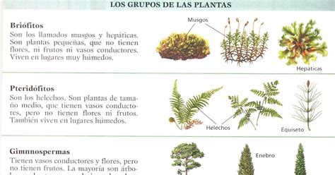 PlantaMer: Clasificación de las Plantas