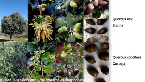 PLANTAR ÁRBOLES y arbustos: Tipos de frutos y semillas ...