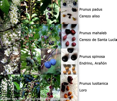 PLANTAR ÁRBOLES y arbustos: Tipos de frutos y semillas ...