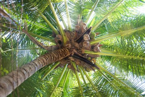 Plantar y cuidar una palmera