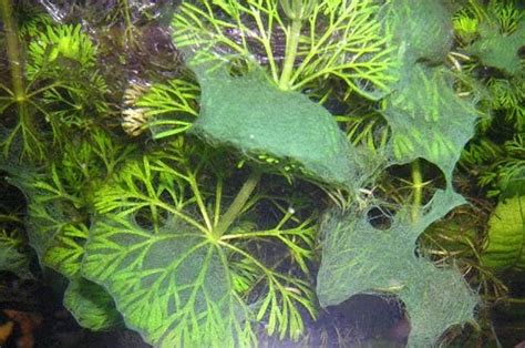 Plantas Acuaticas: Algas azules