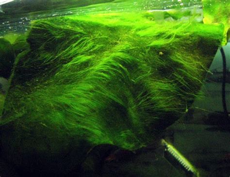 Plantas Acuaticas: Algas verdes en suspensión