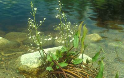 Plantas acuáticas anfibias | Florpedia.com