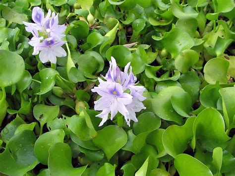 Plantas acuáticas: El camalote o jacinto de agua Acuaticas ...