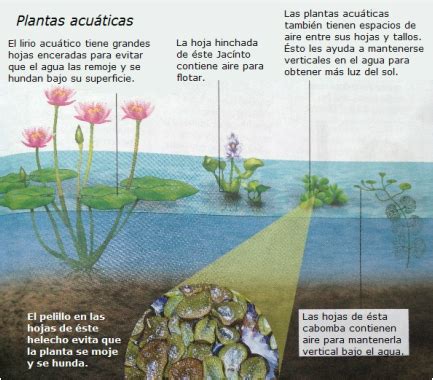 Plantas acuáticas