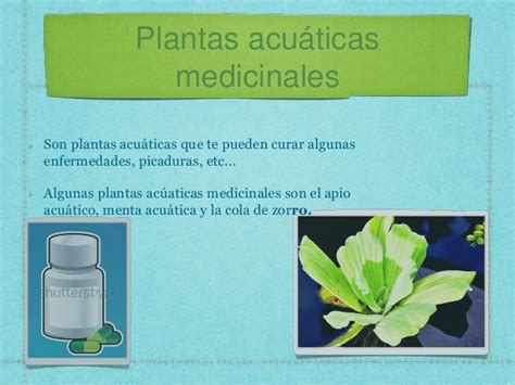 Plantas acuaticas
