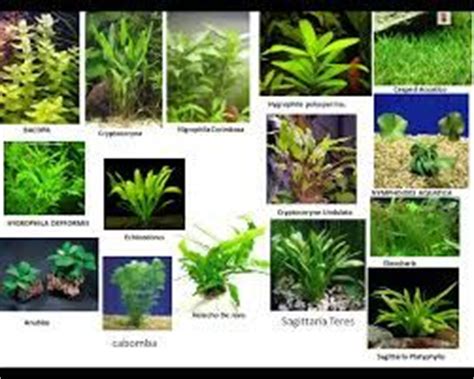 plantas acuaticas para acuarios de agua dulce   Buscar con ...