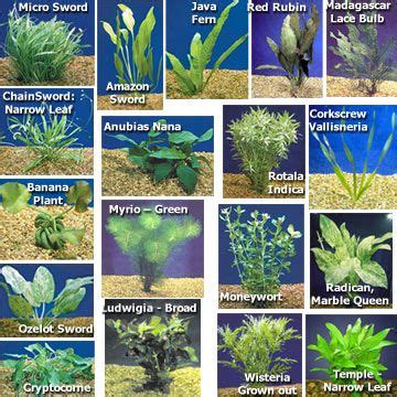 Plantas acuáticas para acuarios de agua dulce: Pack de ...