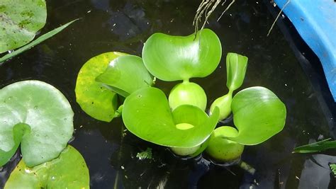 plantas acuaticas para estanques colombia