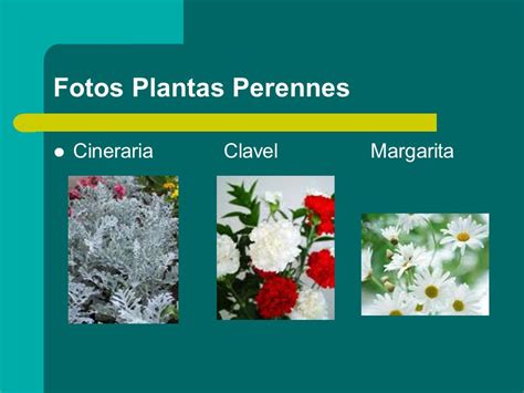 PLANTAS ANUALES Y BIANUALES   ppt video online descargar