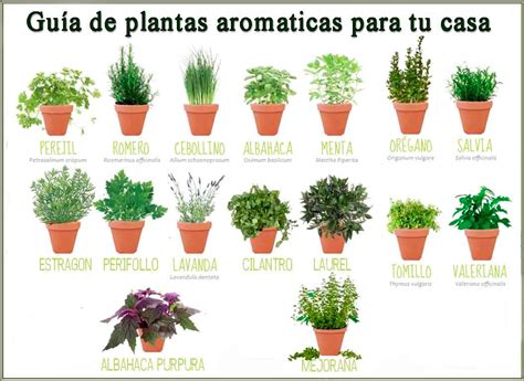 Plantas aromáticas de interior y exterior