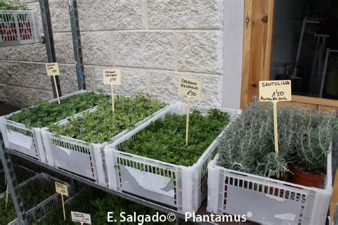 Plantas aromáticas en Viforsa, Plantamus®