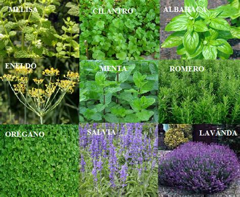 Plantas aromáticas y medicinales | Belari.es……El Blog.