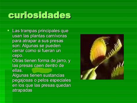 Plantas Carnivoras 1