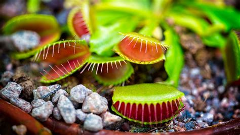 Plantas carnívoras   Insectívora