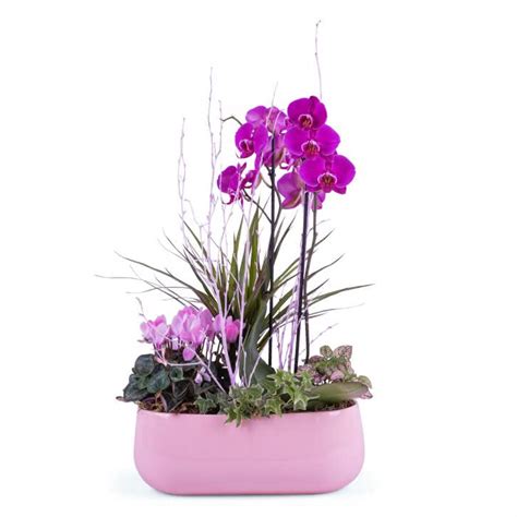 Plantas cestas   Centro de plantas en tonos rosas   Interflora