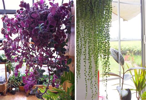 Plantas colgantes para interior | El Blog del Decorador