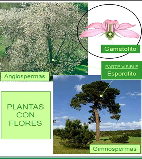 PLANTAS CON FLORES: GIMNOSPERMAS Y ANGIOSPERMAS ~ Con CIENCIA