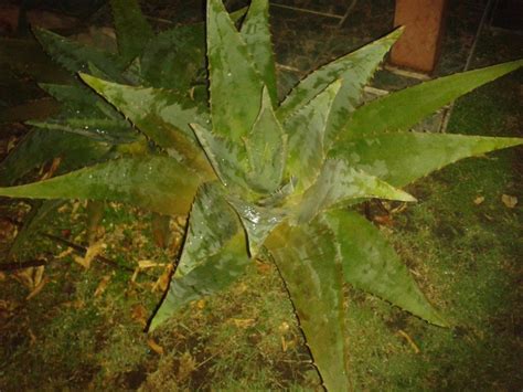 Plantas De Aloe Vera Diferentes Tamaños!   $ 5.000 en ...