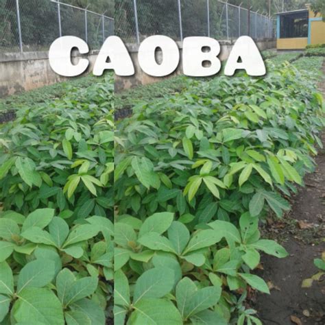 Plantas De Caoba   Bs. 30,00 en Mercado Libre