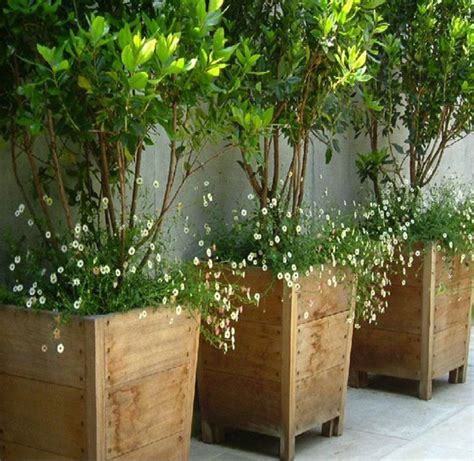 Plantas de exterior, ideas para un jardín de ensueño!