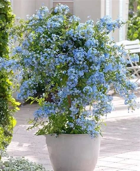 Plantas de flor azul para cultivar en maceta