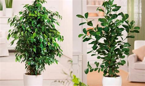 Plantas De Grandes interiores   Google Search | Home