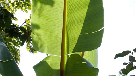 Plantas de hojas grandes para exterior   Musa paradisiaca ...