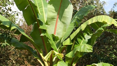 Plantas de hojas grandes para exterior   Musa paradisiaca ...