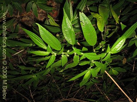 Plantas de interior coloridas: hagamos una lista con ...