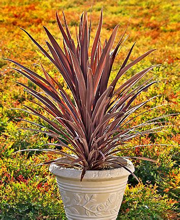 Plantas de interior coloridas: hagamos una lista con ...