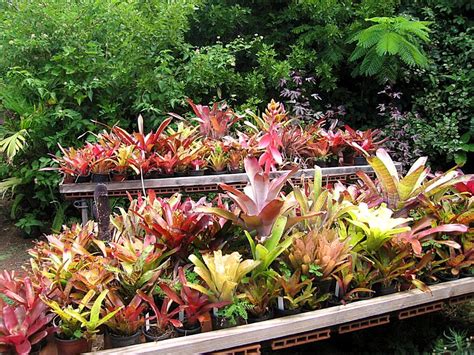 Plantas de interior coloridas: hagamos una lista con ...