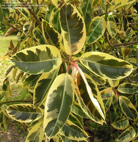 Plantas de interior coloridas: hagamos una lista con ...