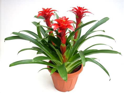 Plantas De Interior Con Flor. Anthurium With Plantas De ...