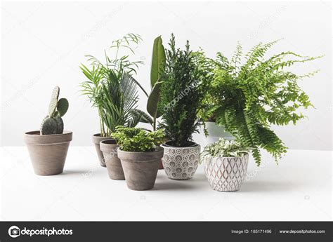 Plantas De Interior Fotos. Interesting Plantas De Interior ...